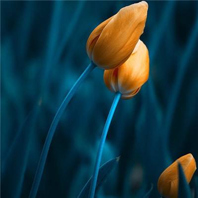 乐宝体育官网登录入口app下载截图